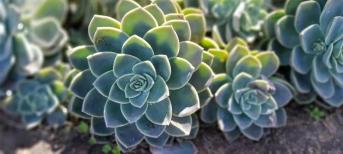 辦公室裝修:打造你的舒適綠色辦公室環(huán)境，療愈系多肉植物5選！